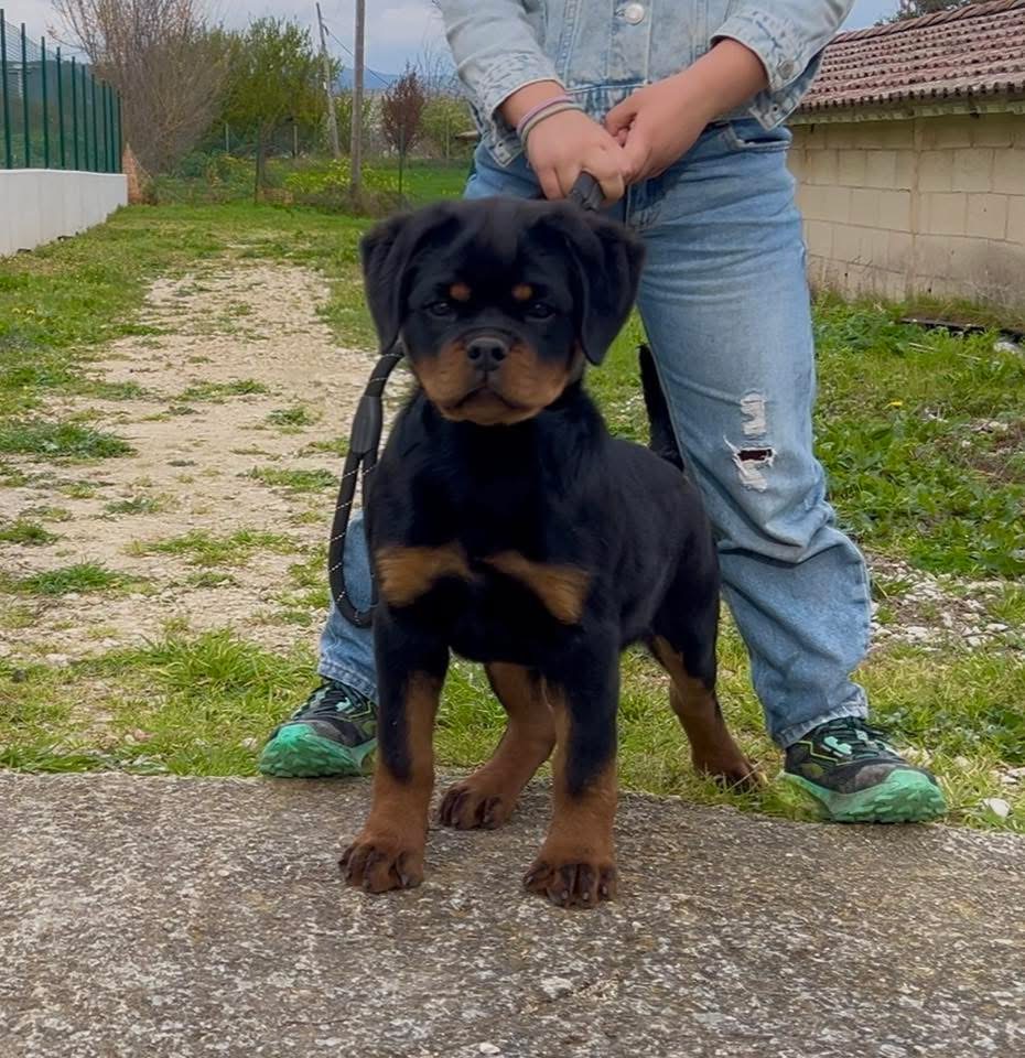 CHJ. Chamana de Txurroke