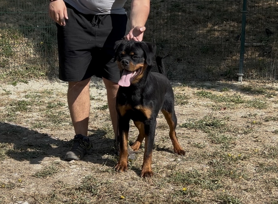 CHJ. Chamana de Txurroke